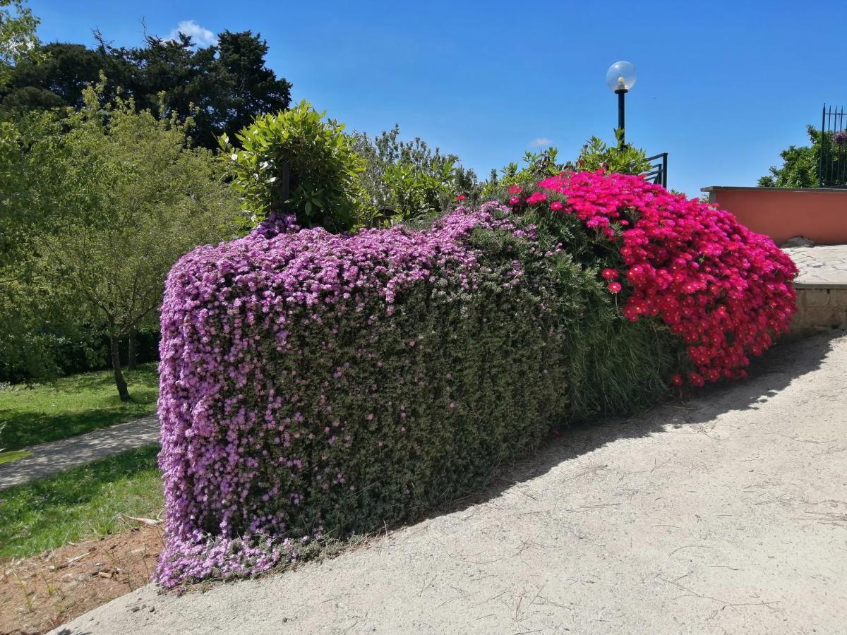 Vigna Dell'Agrifoglio - Bed And Breakfast Velletri Exterior photo